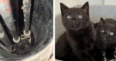 Kittens rescued from boiling water pipes